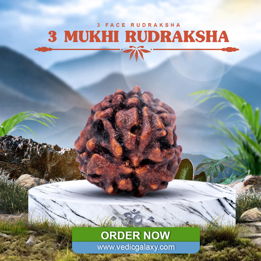 3 Face Rudraksh (3 Mukhi Rudraksh)