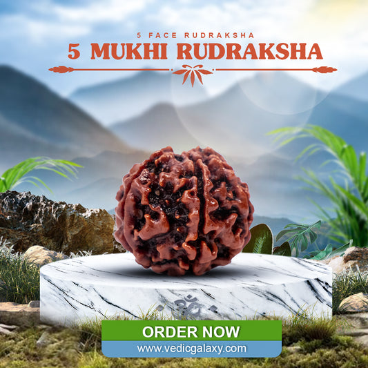 5 Face Rudraksha (5 Mukhi Rudraksh)