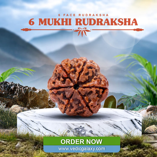 6 Face Rudraksh (6 Mukhi Rudraksh)