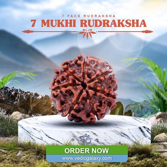 7 Face Rudraksh (7 Mukhi Rudraksh)